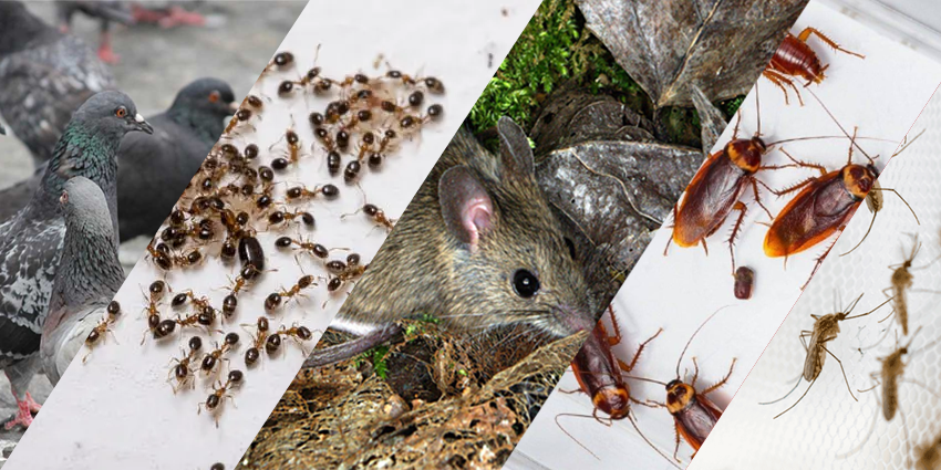 Insectos y plagas